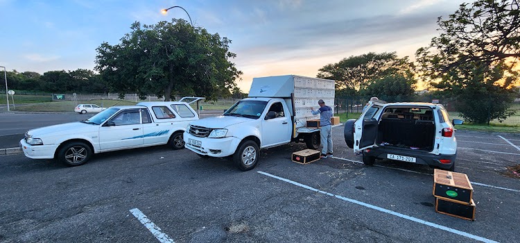 Duiweboere in Bellville laai hulle wedvlugduiwe soggens vroeg op ’n bakkie op ’n parkeerterrein. © ALI VAN WYK