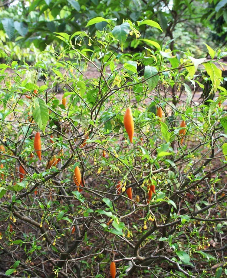 Iboga, a shrub from central Africa has psychedelic properties and is used to counteract opiate addiction.