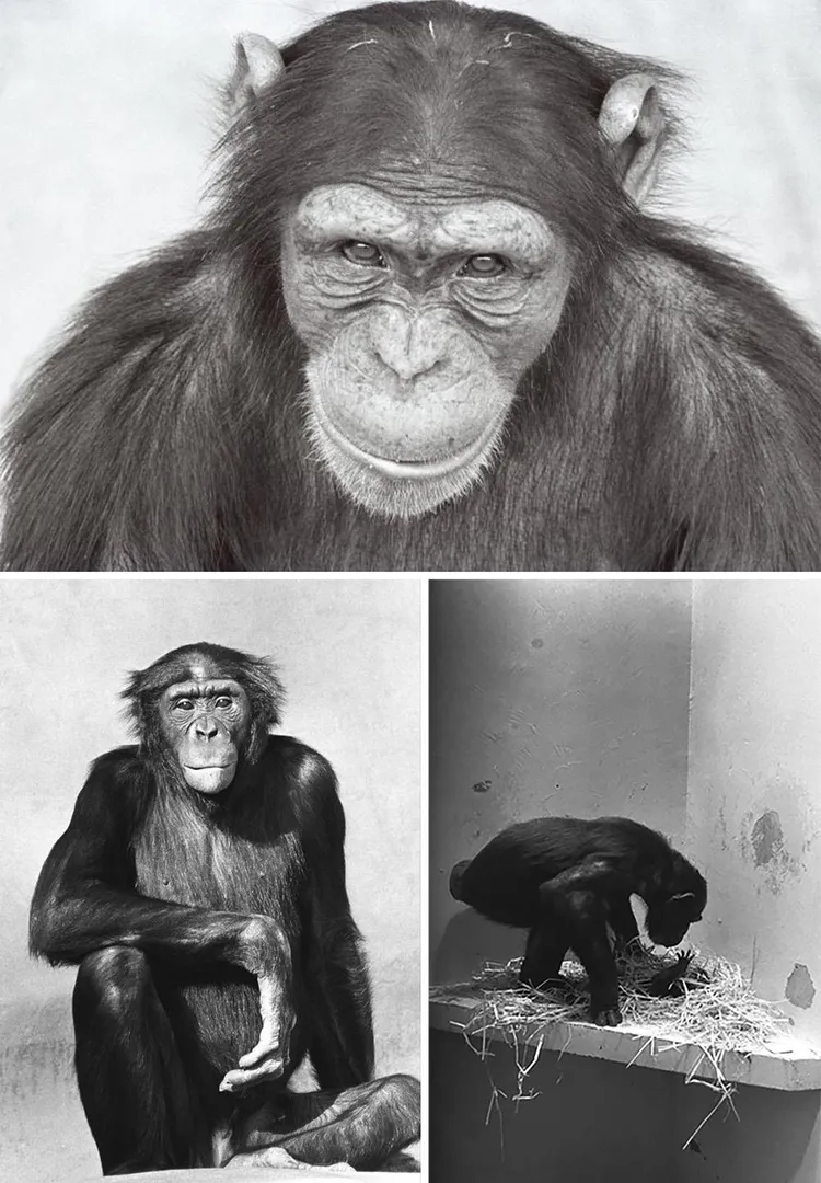 Examples of Frans de Waal's photography (available at Galerie Wit, Netherlands). The main picture is of Naughty George. Below right is a prospective foster mother. Below left is Kevin.