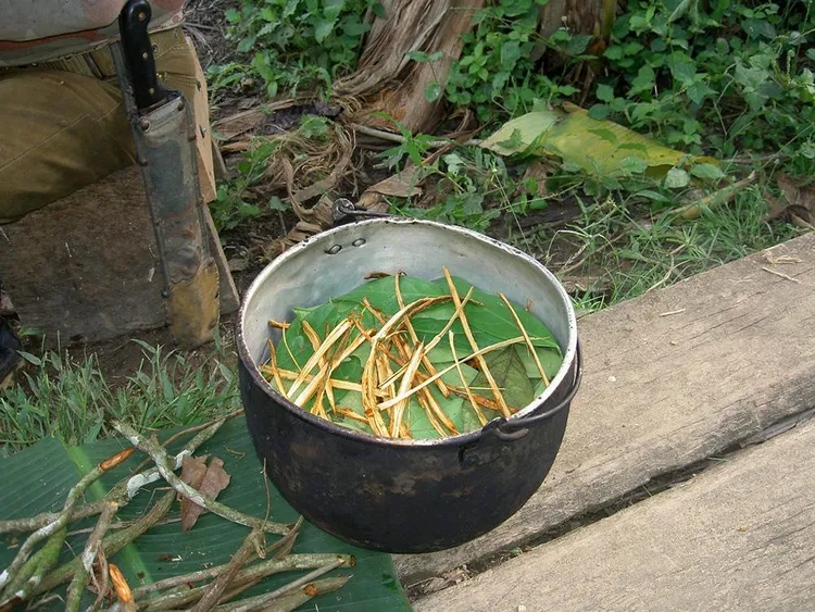 Preparation of ayahuasca, Pastaza Province, Ecuador.