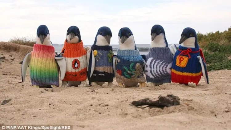 Ses pikkewyne. Skattebol, jy's myne daar ver in die duine.