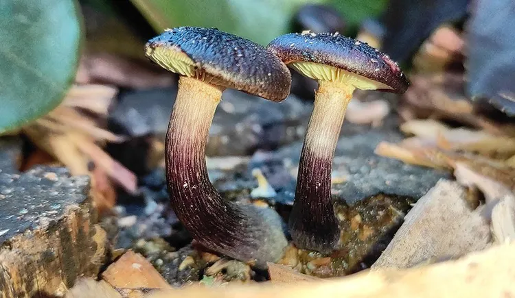 Gymnopilus purpuratus sampioene in Nieu Seeland.